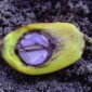 Pilar hukum hilirisasi kelapa sawit. Pentingnya mengurus Izin Usaha Industri (IUI) dan menjamin kemitraan pasokan tandan buah segar demi kelangsungan operasional pabrik. Dok: Istimewa.