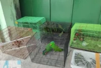 Burung endemik Papua seperti Mambruk Victoria dan Perkici Pelangi diamankan dari perdagangan ilegal. (Posnews/Ist)