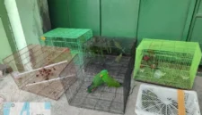 Burung endemik Papua seperti Mambruk Victoria dan Perkici Pelangi diamankan dari perdagangan ilegal. (Posnews/Ist)