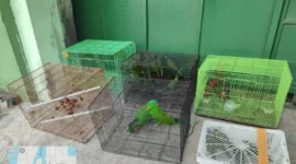 Burung endemik Papua seperti Mambruk Victoria dan Perkici Pelangi diamankan dari perdagangan ilegal. (Posnews/Ist)