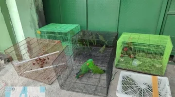 Burung endemik Papua seperti Mambruk Victoria dan Perkici Pelangi diamankan dari perdagangan ilegal. (Posnews/Ist)