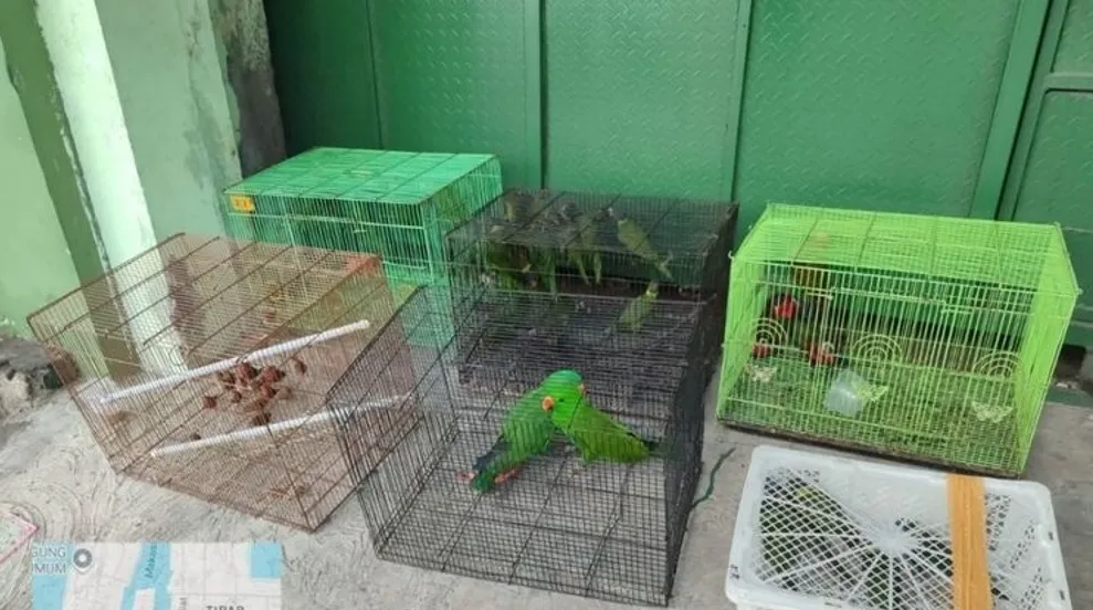Burung endemik Papua seperti Mambruk Victoria dan Perkici Pelangi diamankan dari perdagangan ilegal. (Posnews/Ist)