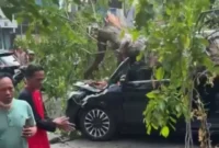 Pohon Tumbang Timpa Dua Mobil di Kelapa Gading Jakarta Utara, BPBD Pastikan Tak Ada Korban. (Posnews)
