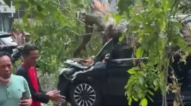 Pohon Tumbang Timpa Dua Mobil di Kelapa Gading Jakarta Utara, BPBD Pastikan Tak Ada Korban. (Posnews)
