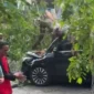 Pohon Tumbang Timpa Dua Mobil di Kelapa Gading Jakarta Utara, BPBD Pastikan Tak Ada Korban. (Posnews)
