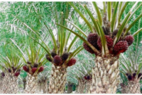 Sinyal positif sektor perkebunan Kalbar. Penguatan harga komoditas karet dan kelapa sawit mendongkrak Nilai Tukar Petani (NTP) Kalbar hingga mencatat kenaikan tertinggi di Pulau Kalimantan pada Mei 2026. Dok: Istimewa.