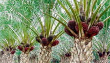 Sinyal positif sektor perkebunan Kalbar. Penguatan harga komoditas karet dan kelapa sawit mendongkrak Nilai Tukar Petani (NTP) Kalbar hingga mencatat kenaikan tertinggi di Pulau Kalimantan pada Mei 2026. Dok: Istimewa.