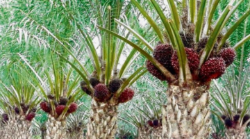Resolusi tumpang tindih lahan sawit. Pemerintah menerapkan skema penyelesaian hukum keterlanjutan kebun kelapa sawit di dalam kawasan hutan demi kepastian investasi hulu. Dok: Istimewa.