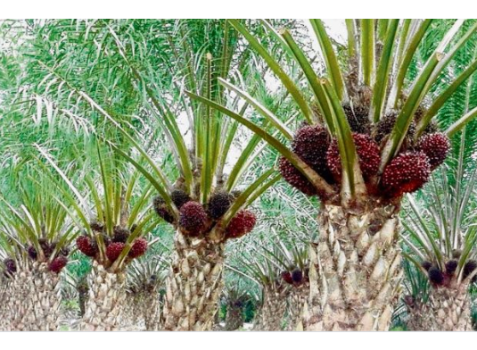 Sinyal positif sektor perkebunan Kalbar. Penguatan harga komoditas karet dan kelapa sawit mendongkrak Nilai Tukar Petani (NTP) Kalbar hingga mencatat kenaikan tertinggi di Pulau Kalimantan pada Mei 2026. Dok: Istimewa.