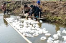Petugas Ditpolairud Polda Metro Jaya bersama warga menebar benih ikan bandeng dan udang vaname di tambak Muaragembong, Kabupaten Bekasi. (Posnews/Ist)