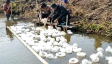 Petugas Ditpolairud Polda Metro Jaya bersama warga menebar benih ikan bandeng dan udang vaname di tambak Muaragembong, Kabupaten Bekasi. (Posnews/Ist)