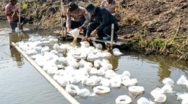 Petugas Ditpolairud Polda Metro Jaya bersama warga menebar benih ikan bandeng dan udang vaname di tambak Muaragembong, Kabupaten Bekasi. (Posnews/Ist)