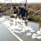 Petugas Ditpolairud Polda Metro Jaya bersama warga menebar benih ikan bandeng dan udang vaname di tambak Muaragembong, Kabupaten Bekasi. (Posnews/Ist)