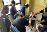 Personel Satgas Operasi Damai Cartenz-2026 saat mengamankan anggota KKB kelompok HSSBI dalam operasi penindakan di Distrik Dekai, Kabupaten Yahukimo, Papua Pegunungan. (Posnews/Ist)