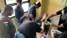Personel Satgas Operasi Damai Cartenz-2026 saat mengamankan anggota KKB kelompok HSSBI dalam operasi penindakan di Distrik Dekai, Kabupaten Yahukimo, Papua Pegunungan. (Posnews/Ist)
