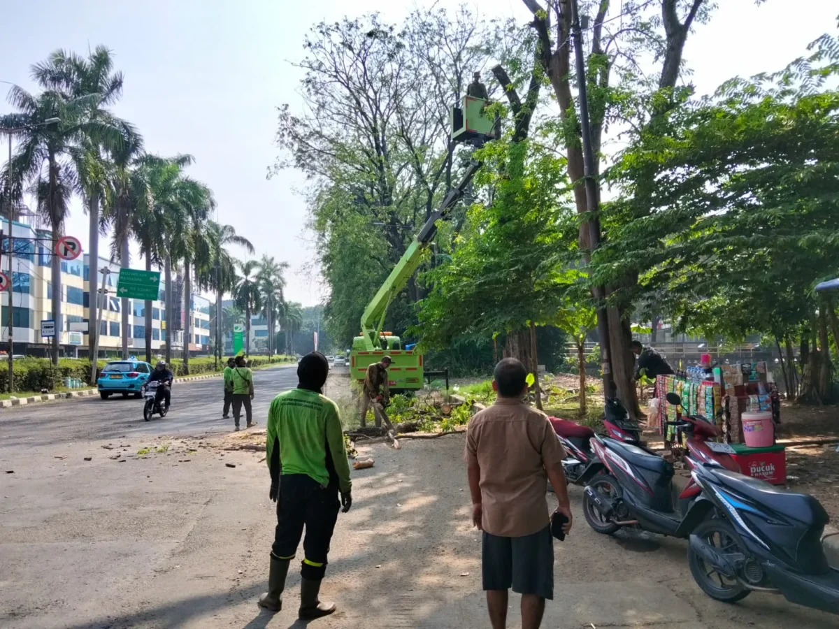 Petugas Sudin Pertamanan dan Hutan Kota Jakarta Utara menebang pohon tua yang rapuh di kawasan Bukit Gading Kirana, Kelapa Gading, sebagai langkah antisipasi setelah pohon tumbang menimpa dua mobil. (Posnews/MR)