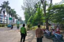 Petugas Sudin Pertamanan dan Hutan Kota Jakarta Utara menebang pohon tua yang rapuh di kawasan Bukit Gading Kirana, Kelapa Gading, sebagai langkah antisipasi setelah pohon tumbang menimpa dua mobil. (Posnews/MR)