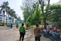 Petugas Sudin Pertamanan dan Hutan Kota Jakarta Utara menebang pohon tua yang rapuh di kawasan Bukit Gading Kirana, Kelapa Gading, sebagai langkah antisipasi setelah pohon tumbang menimpa dua mobil. (Posnews/MR)