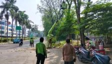 Petugas Sudin Pertamanan dan Hutan Kota Jakarta Utara menebang pohon tua yang rapuh di kawasan Bukit Gading Kirana, Kelapa Gading, sebagai langkah antisipasi setelah pohon tumbang menimpa dua mobil. (Posnews/MR)