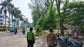 Petugas Sudin Pertamanan dan Hutan Kota Jakarta Utara menebang pohon tua yang rapuh di kawasan Bukit Gading Kirana, Kelapa Gading, sebagai langkah antisipasi setelah pohon tumbang menimpa dua mobil. (Posnews/MR)
