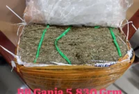 Paket Ganja 5,8 Kg Terbongkar di Banyuwangi, Polisi Ungkap Sindikat dari Dalam Lapas. (Posnews/Ist)