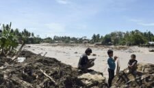 Ancaman kepunahan satwa langka. Bencana banjir dan tanah longsor di Sumatra melenyapkan sedikitnya tujuh persen populasi orangutan Tapanuli yang kritis. Dok: Istimewa.