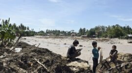 Ancaman kepunahan satwa langka. Bencana banjir dan tanah longsor di Sumatra melenyapkan sedikitnya tujuh persen populasi orangutan Tapanuli yang kritis. Dok: Istimewa.