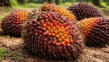 Jaminan keselamatan kerja buruh sawit. Pemkab Sintang bekerja sama dengan BPJS Ketenagakerjaan melindungi 4.500 pekerja perkebunan dari berbagai risiko kerja. Dok: Istimewa.