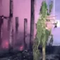 Kandang peternakan ayam di Tulungagung terbakar dan menewaskan 3.100 ekor ayam. (Posnews/DPKP Tulungagung)
