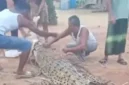 Buaya muara berukuran sekitar 5 meter tersangkut jaring nelayan di aliran Sungai Barumun, Labuhanbatu Selatan. (Posnews/Polsek Kampung Rakyat)