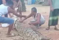 Buaya muara berukuran sekitar 5 meter tersangkut jaring nelayan di aliran Sungai Barumun, Labuhanbatu Selatan. (Posnews/Polsek Kampung Rakyat)