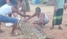 Dikira Ikan Besar, Nelayan Malah Dapat Buaya 5 Meter di Sungai Barumun