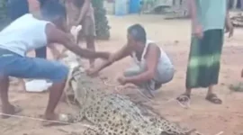 Buaya muara berukuran sekitar 5 meter tersangkut jaring nelayan di aliran Sungai Barumun, Labuhanbatu Selatan. (Posnews/Polsek Kampung Rakyat)