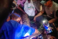 Warga mengevakuasi ular piton sepanjang sekitar 7 meter yang menelan seorang pria di kawasan hutan Kabupaten Kepulauan Sula, Maluku Utara. (Posnews/Polres Kepulauan Sula)
