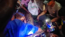 Warga mengevakuasi ular piton sepanjang sekitar 7 meter yang menelan seorang pria di kawasan hutan Kabupaten Kepulauan Sula, Maluku Utara. (Posnews/Polres Kepulauan Sula)
