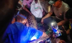 Heboh Ular Piton 7 Meter Telan Pria di Kepulauan Sula, Warga Belah Perut Ular