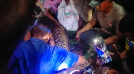 Warga mengevakuasi ular piton sepanjang sekitar 7 meter yang menelan seorang pria di kawasan hutan Kabupaten Kepulauan Sula, Maluku Utara. (Posnews/Polres Kepulauan Sula)
