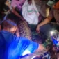 Warga mengevakuasi ular piton sepanjang sekitar 7 meter yang menelan seorang pria di kawasan hutan Kabupaten Kepulauan Sula, Maluku Utara. (Posnews/Polres Kepulauan Sula)
