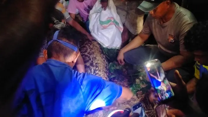 Warga mengevakuasi ular piton sepanjang sekitar 7 meter yang menelan seorang pria di kawasan hutan Kabupaten Kepulauan Sula, Maluku Utara. (Posnews/Polres Kepulauan Sula)
