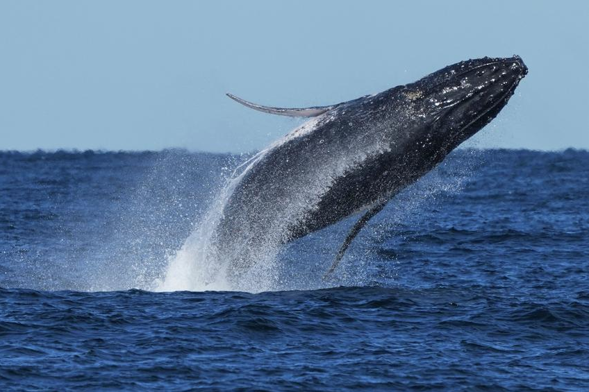Pemandangan langka di perairan Afrika Selatan. Penemuan kawanan raksasa 299 paus bungkuk membuktikan keberhasilan moratorium perburuan mamalia laut global. Dok: Istimewa.