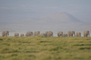 Tragedi kematian massal satwa liar. Otoritas Kenya mencurigai racun sianida pada buah tomat di perbatasan Taman Nasional Amboseli sebagai pemicu kematian 15 gajah. Dok: Istimewa.