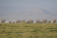 Tragedi kematian massal satwa liar. Otoritas Kenya mencurigai racun sianida pada buah tomat di perbatasan Taman Nasional Amboseli sebagai pemicu kematian 15 gajah. Dok: Istimewa.