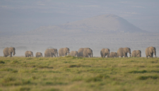 Tragedi kematian massal satwa liar. Otoritas Kenya mencurigai racun sianida pada buah tomat di perbatasan Taman Nasional Amboseli sebagai pemicu kematian 15 gajah. Dok: Istimewa.