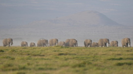 Tragedi kematian massal satwa liar. Otoritas Kenya mencurigai racun sianida pada buah tomat di perbatasan Taman Nasional Amboseli sebagai pemicu kematian 15 gajah. Dok: Istimewa.
