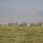 Tragedi kematian massal satwa liar. Otoritas Kenya mencurigai racun sianida pada buah tomat di perbatasan Taman Nasional Amboseli sebagai pemicu kematian 15 gajah. Dok: Istimewa.