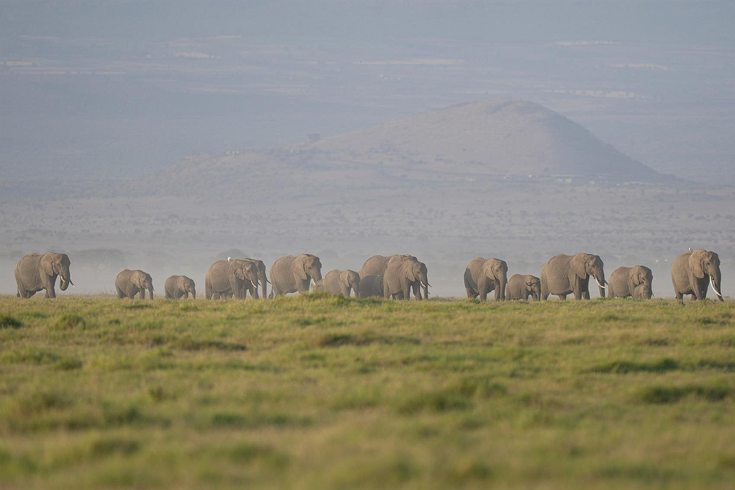 Tragedi kematian massal satwa liar. Otoritas Kenya mencurigai racun sianida pada buah tomat di perbatasan Taman Nasional Amboseli sebagai pemicu kematian 15 gajah. Dok: Istimewa.