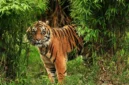 Harimau. (Posnews/Ist)