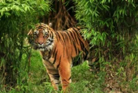 Harimau. (Posnews/Ist)