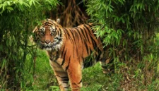 Harimau. (Posnews/Ist)