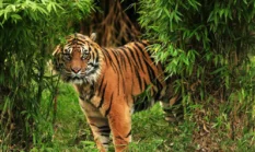Pekerja di Siak Diseret Harimau, Selamat Berkat Sorotan Lampu Alat Berat